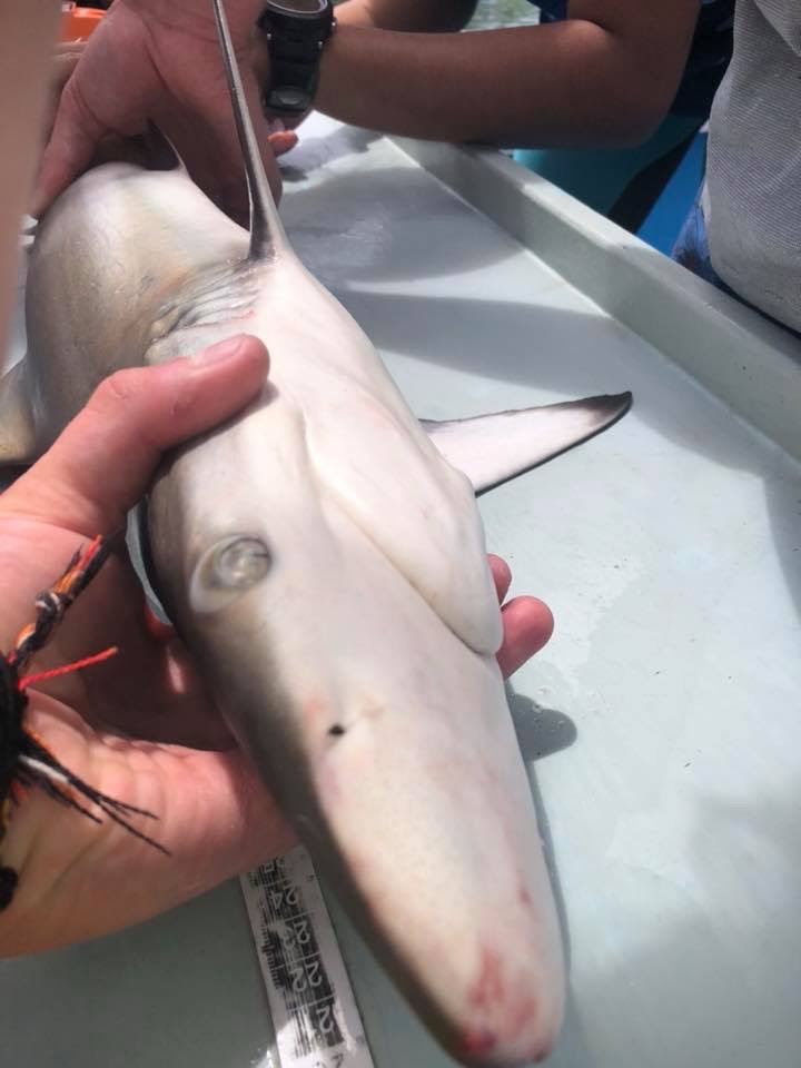 Black Tip Reef Shark