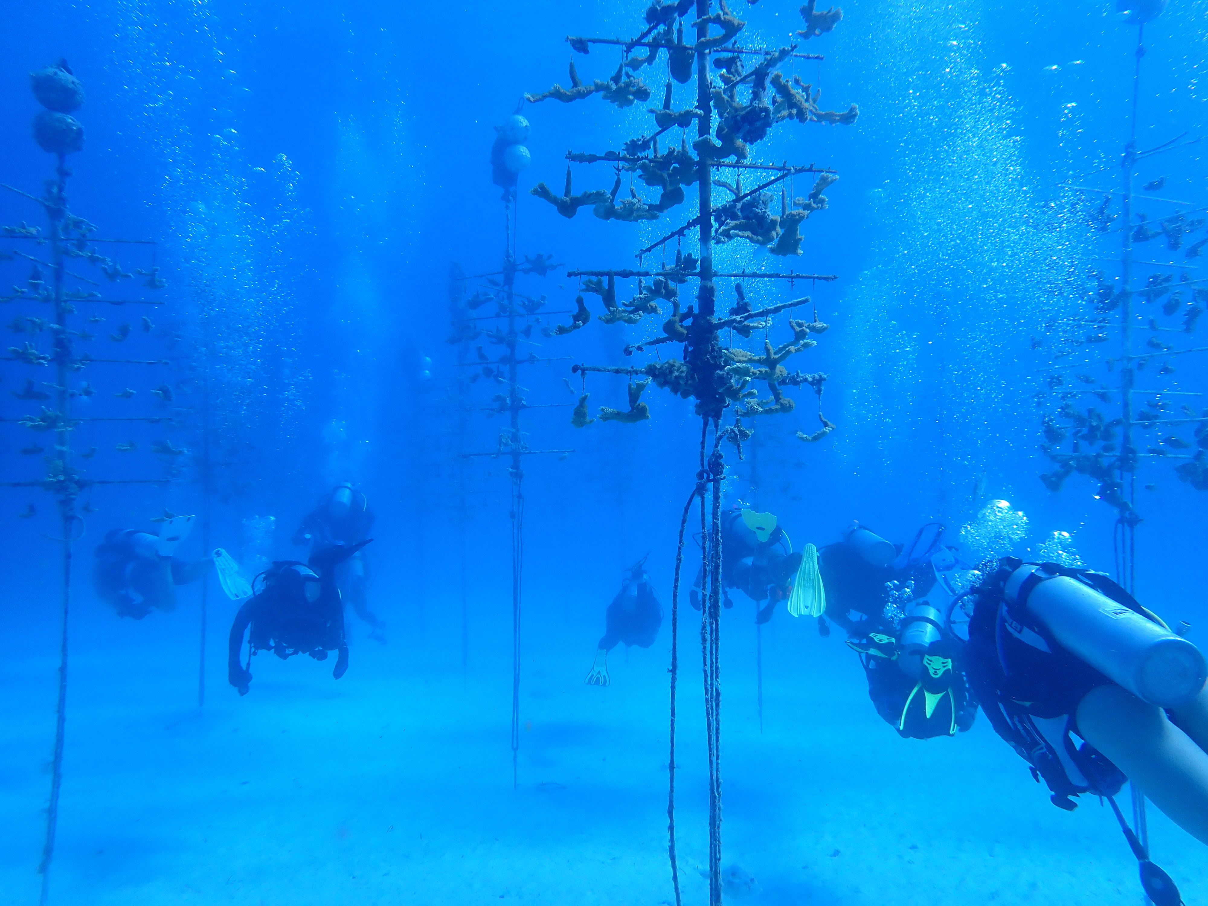 Hanging Elkhorn Coral