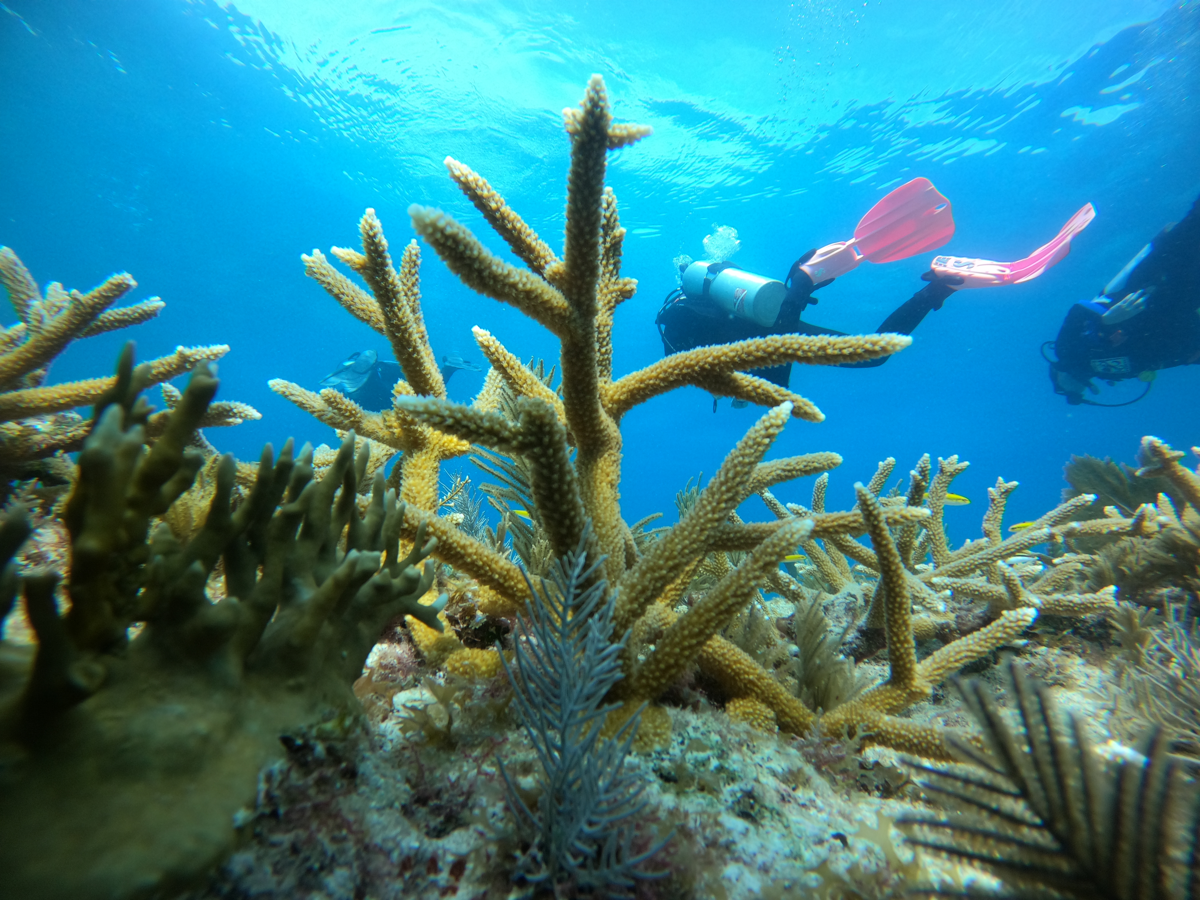 Reviving Reefs: An Internship with Coral Restoration Foundation