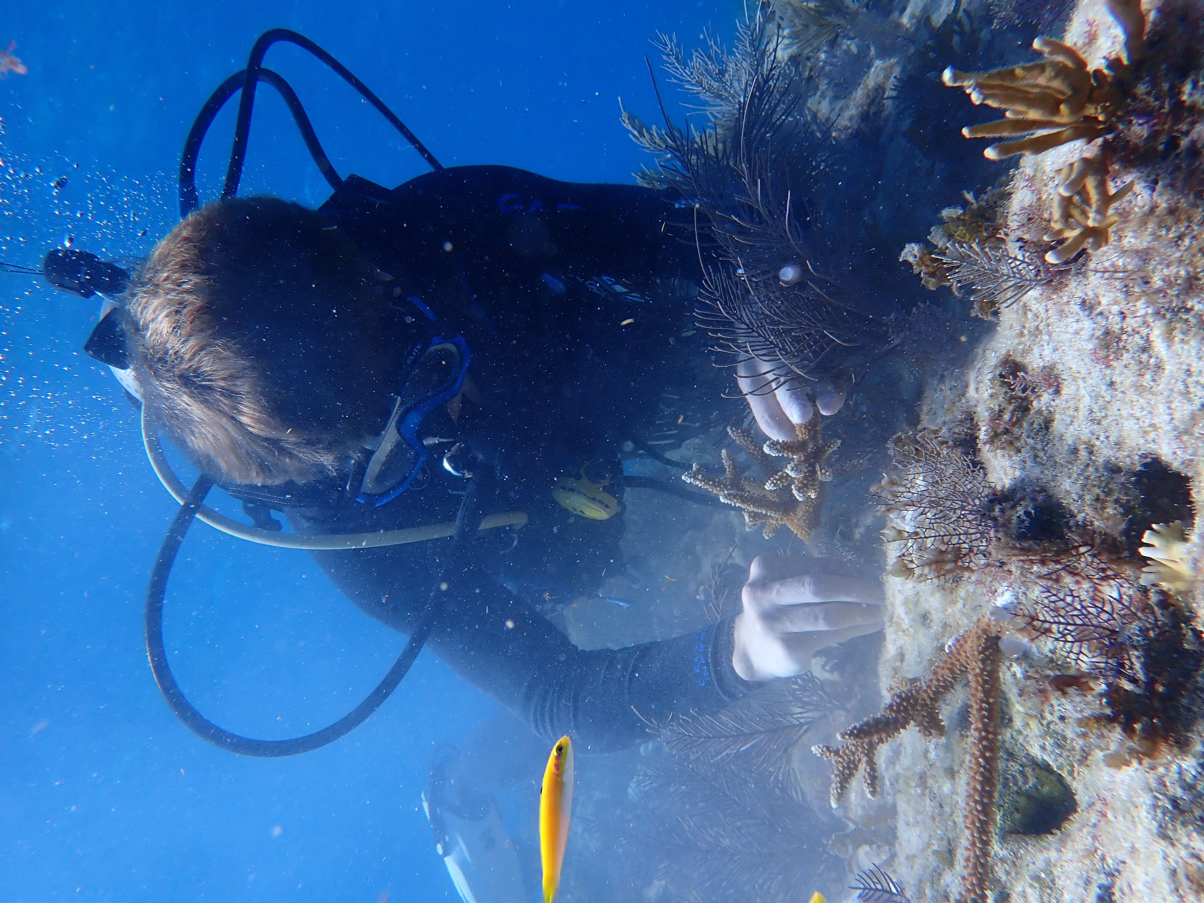 Coral Outplanting