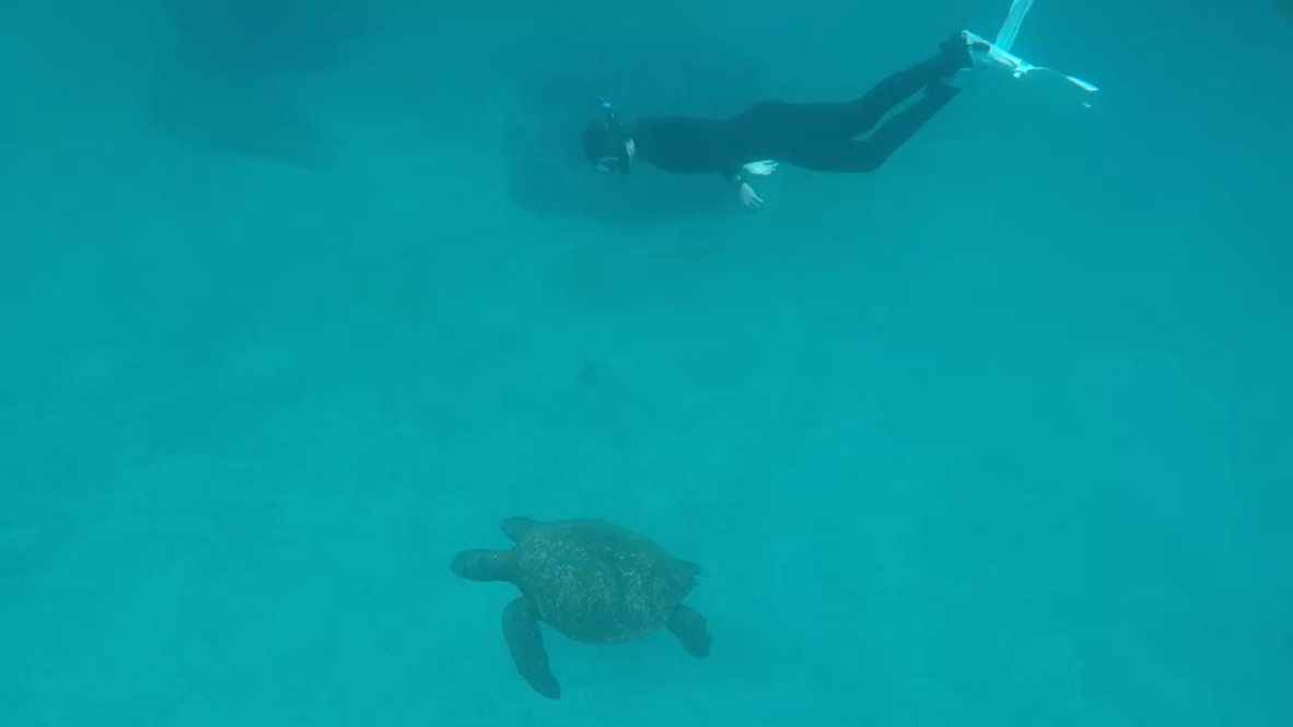 Sea Turtle