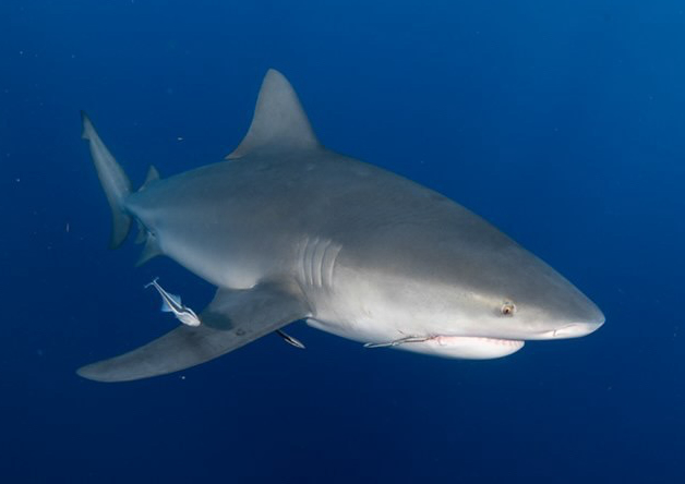 Bull Shark