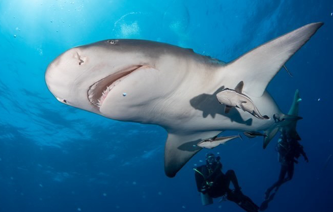 Lemon Shark