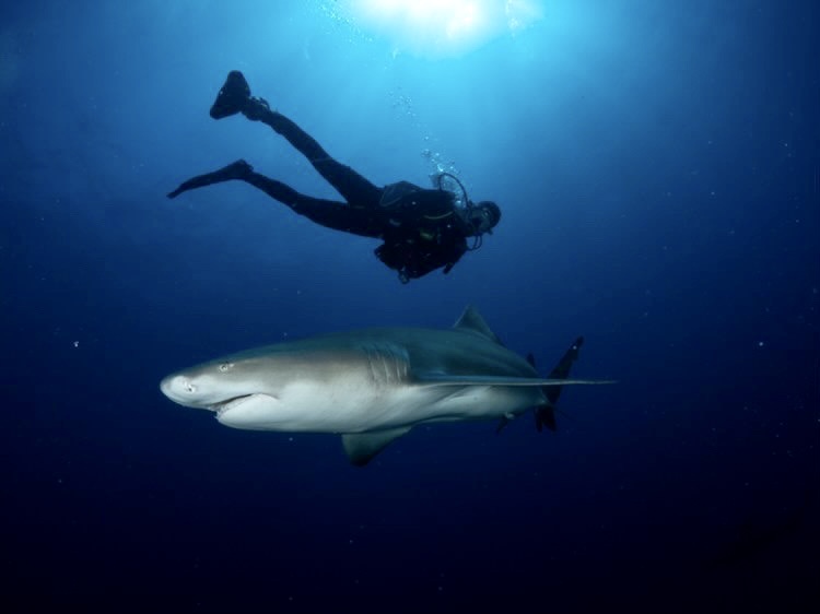 Shark Diving Adventure in Jupiter, Florida